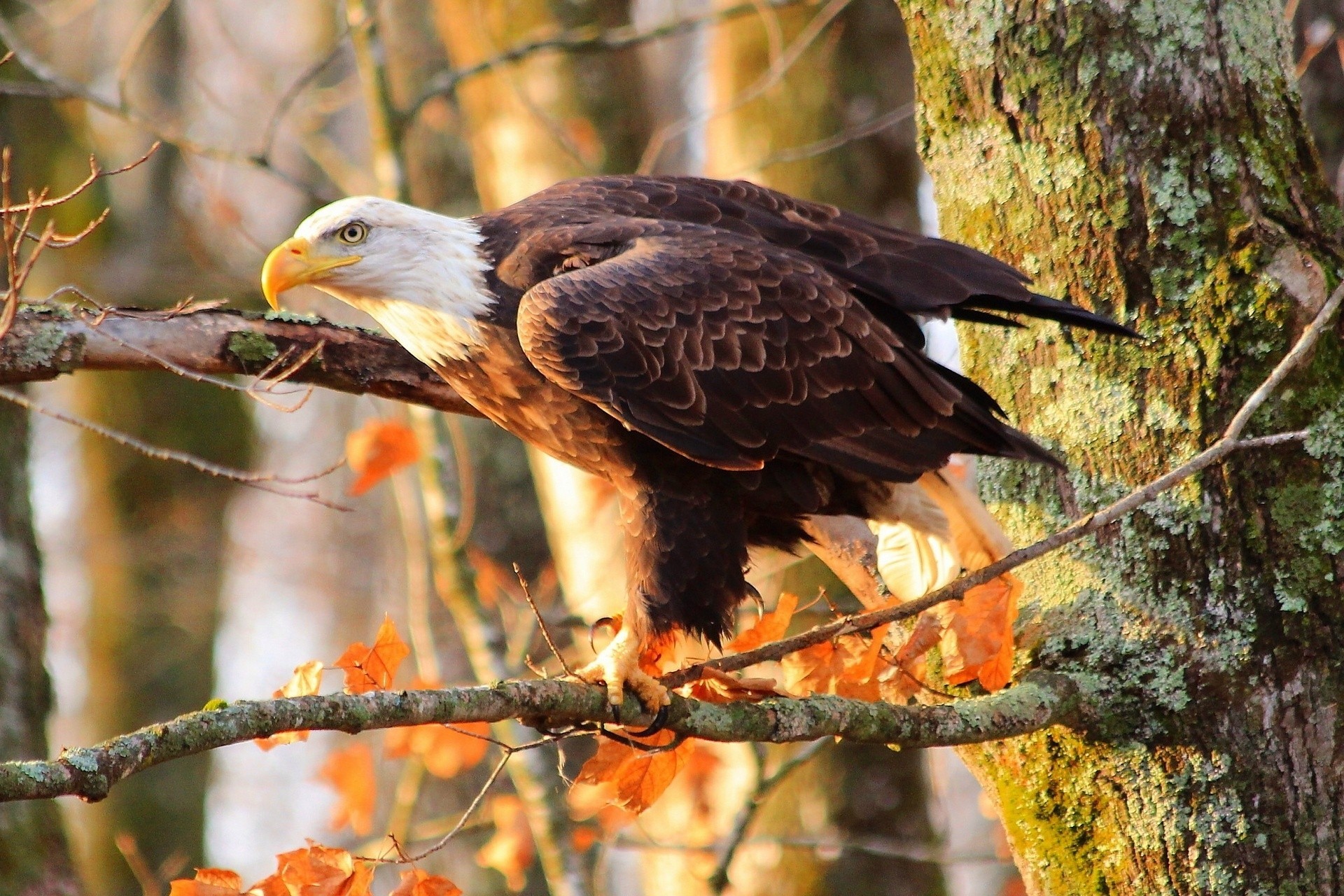 aves ramas depredador árbol