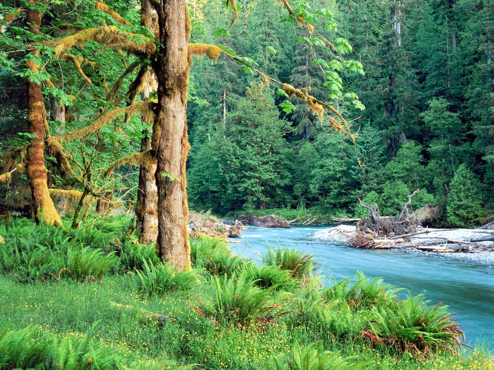 wald fluss natur