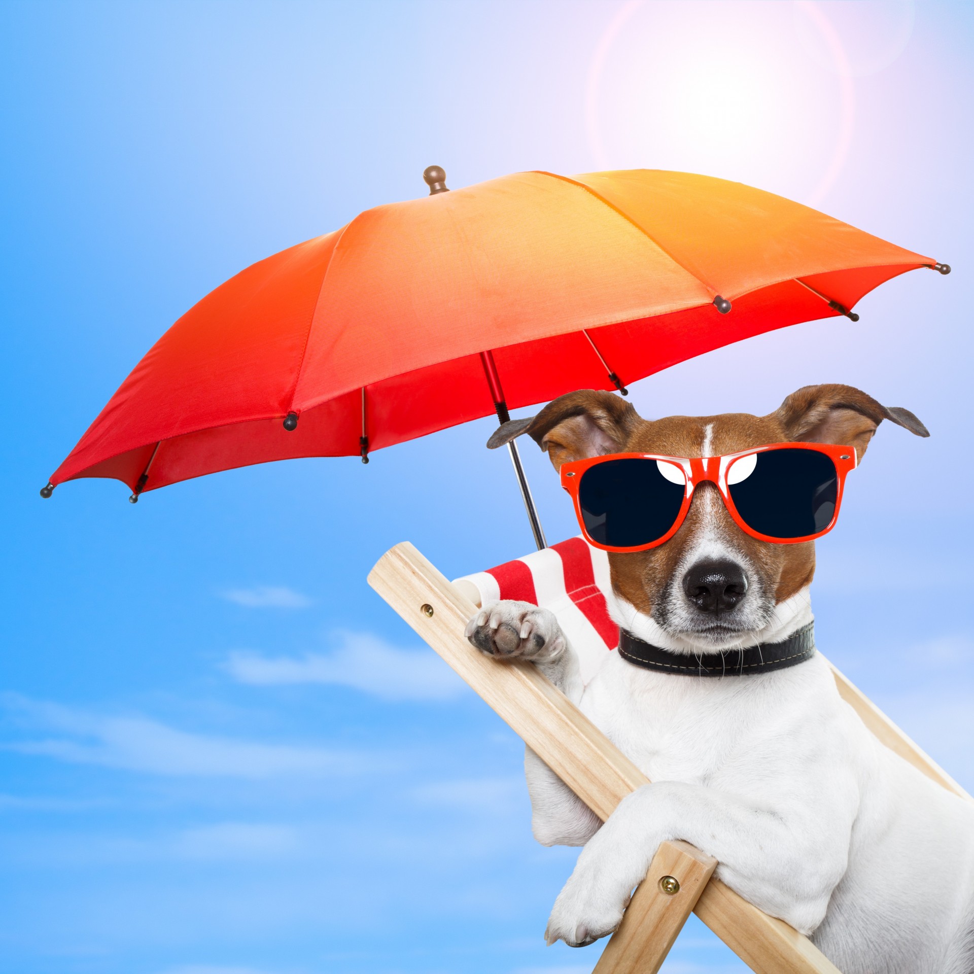 stuhl natur hund sonnenbrille freizeit regenschirme regenschirm brille