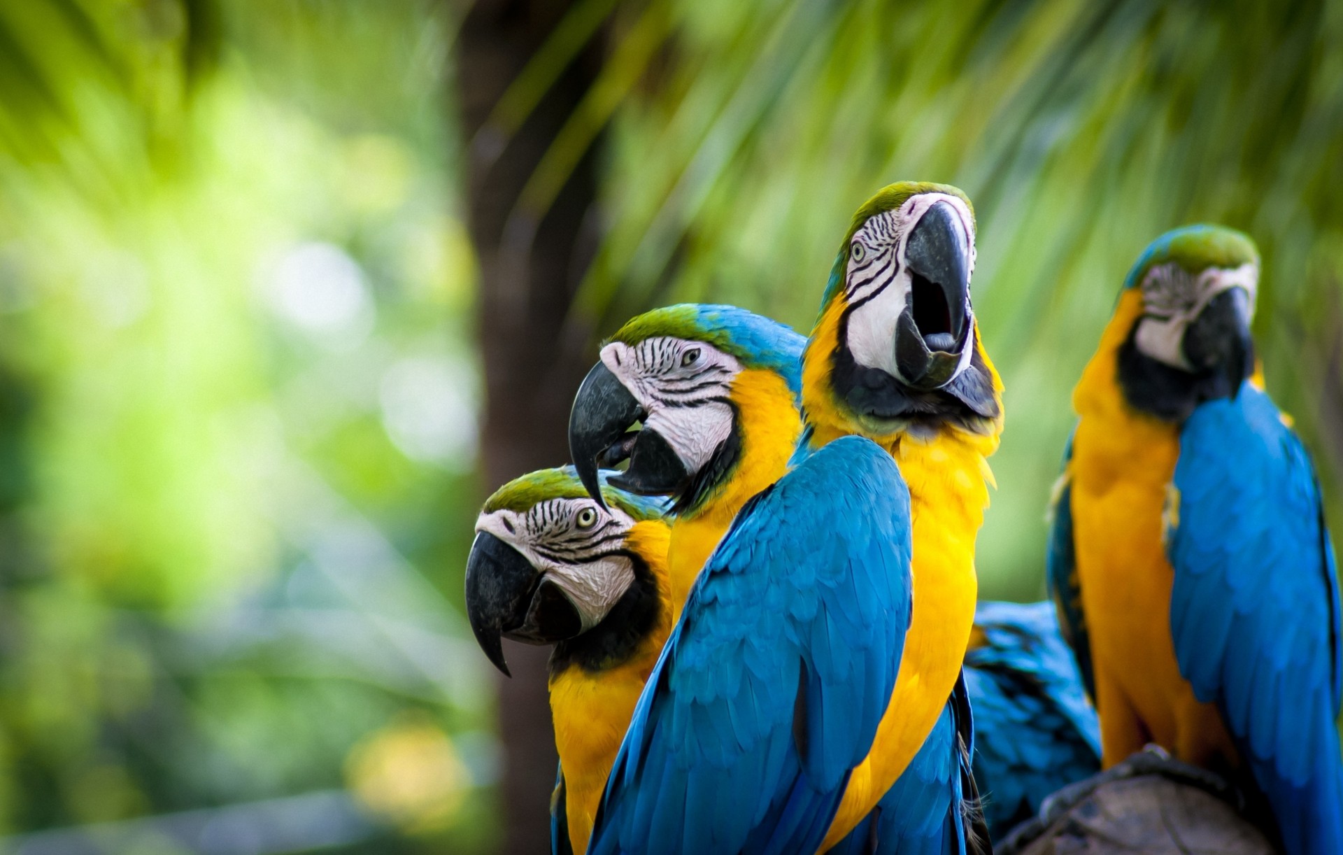 ucranianos positivo palmeras naturaleza foto loros macro aves