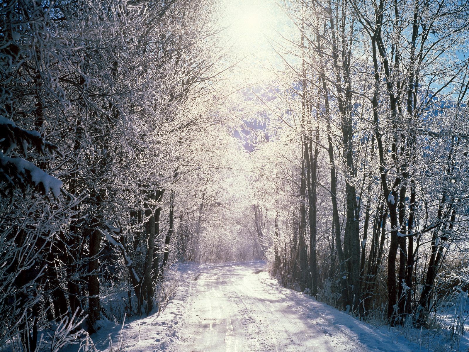 foresta innevata berna svizzera