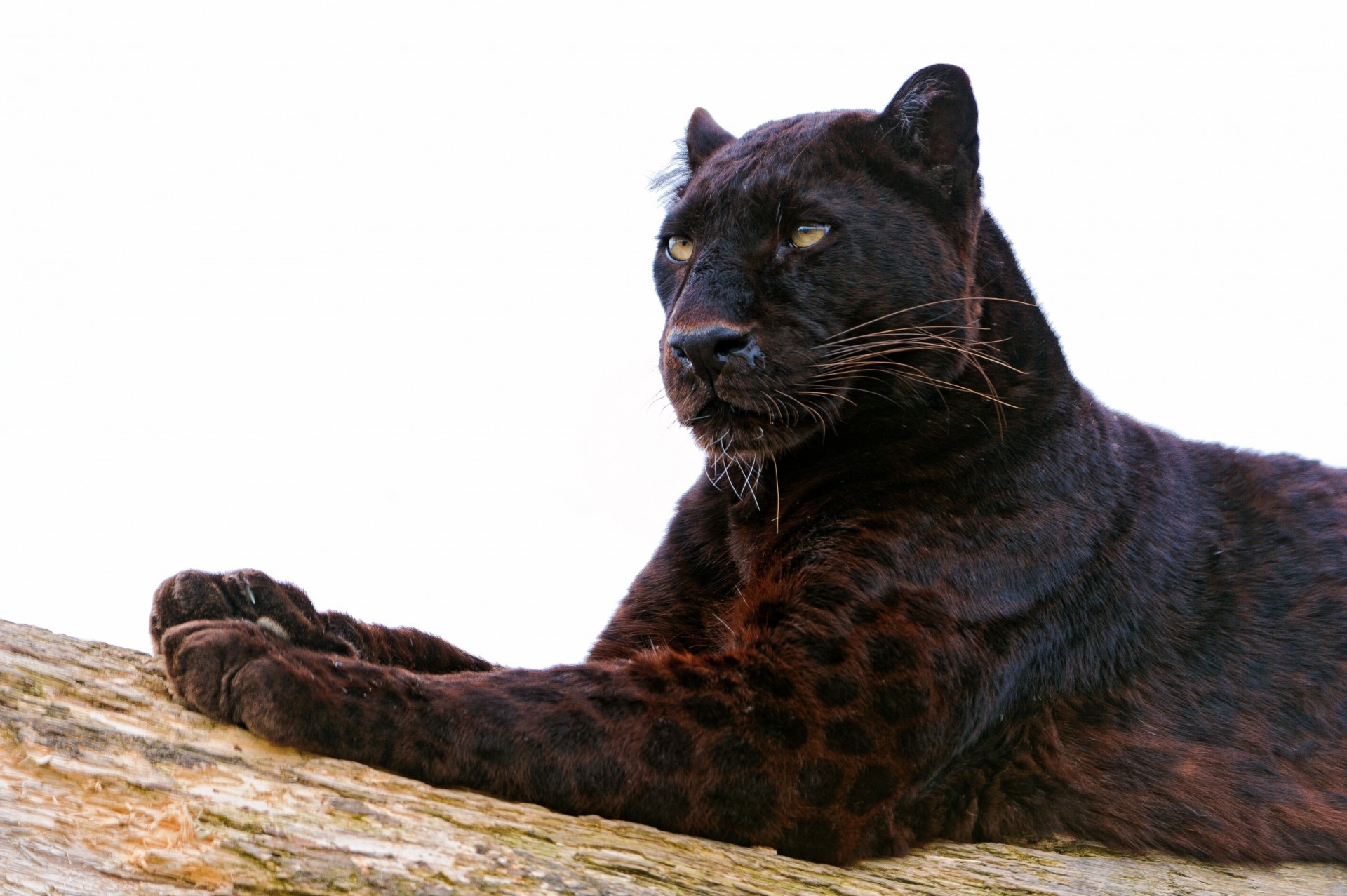 big cat panther predator feet