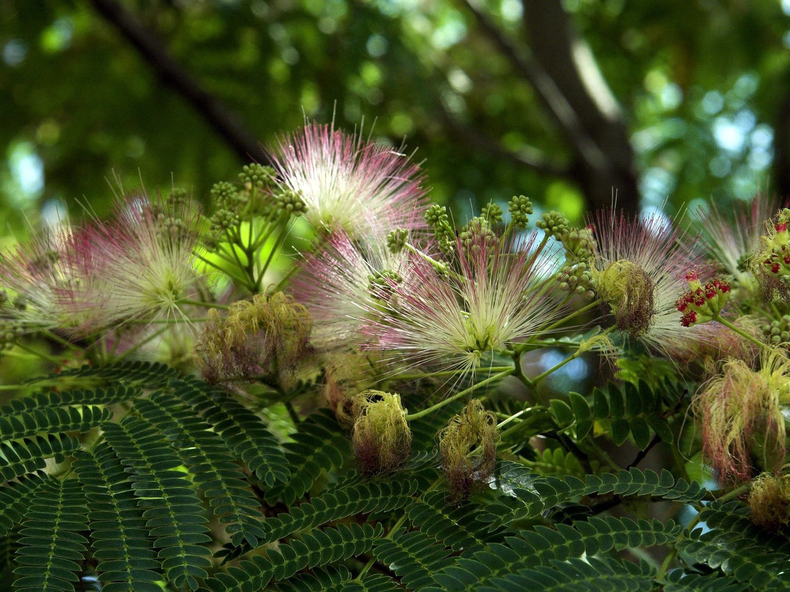 fiori foglie verdi