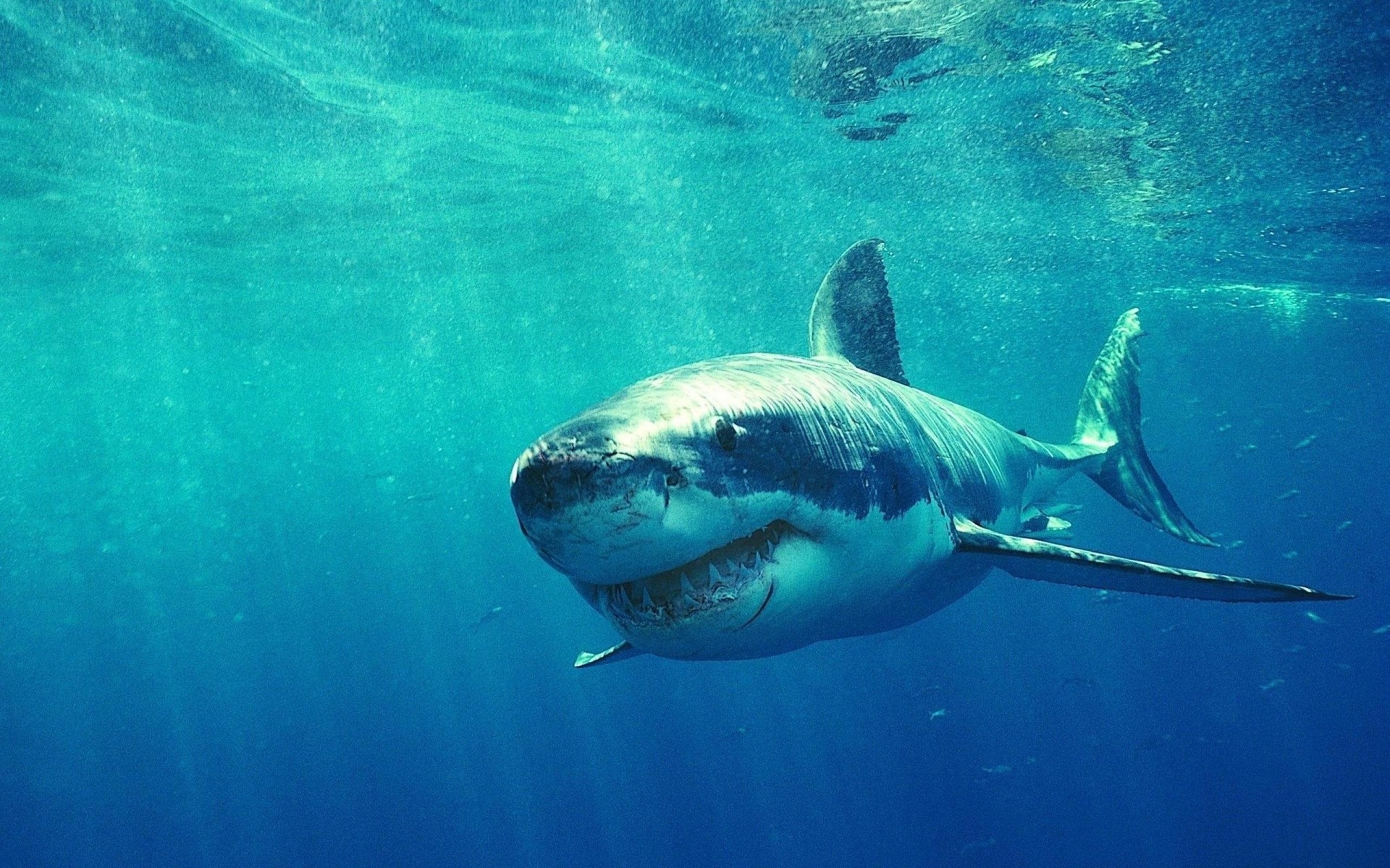 requin blanc sous l eau prédateur