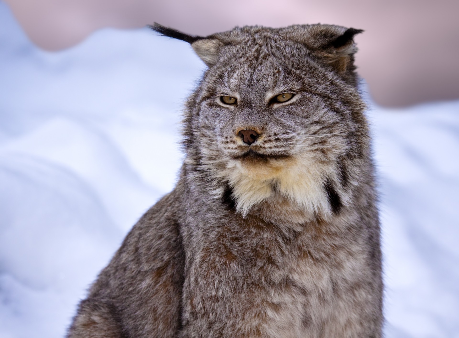 luchs wildkatze zähne