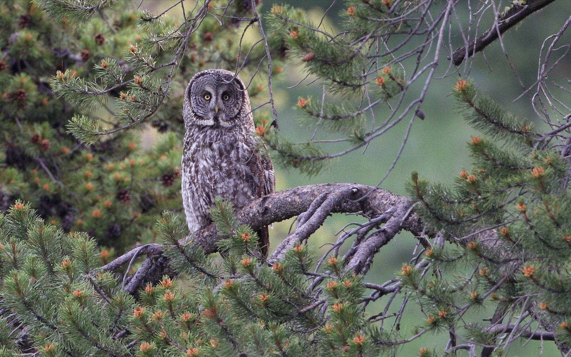 pins barbu branches hibou