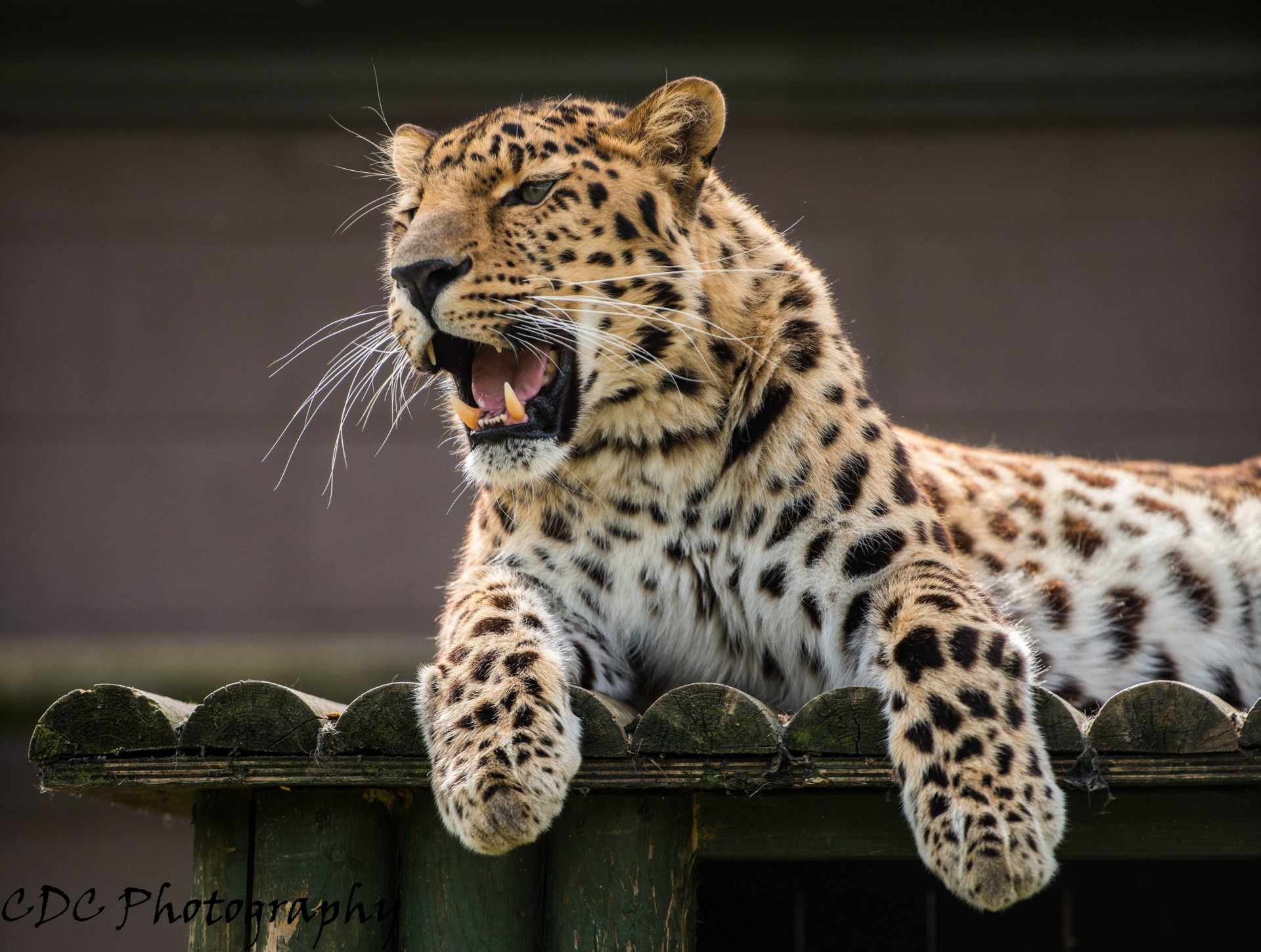 amur-leopard leopard mund eckzähne wildkatze tiere