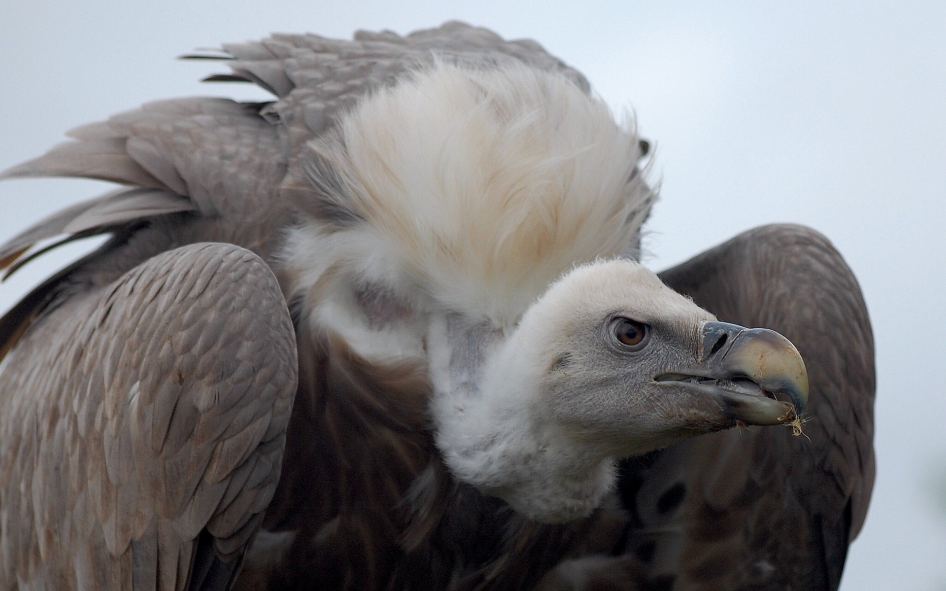 uccelli avvoltoio predatore spazzino