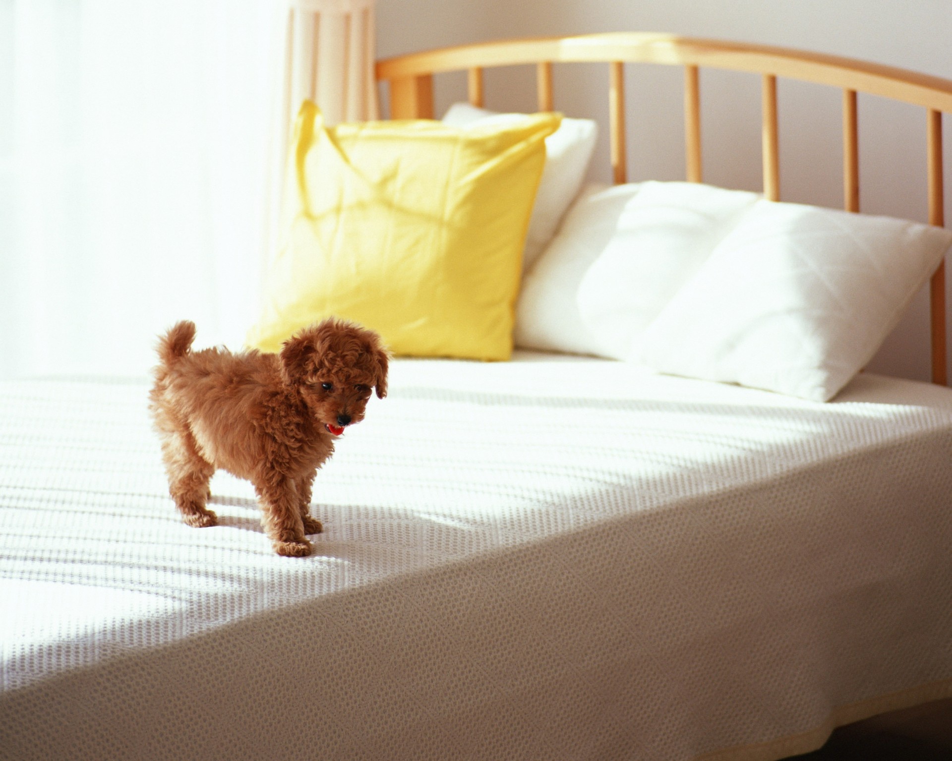 curls puppy morning bed