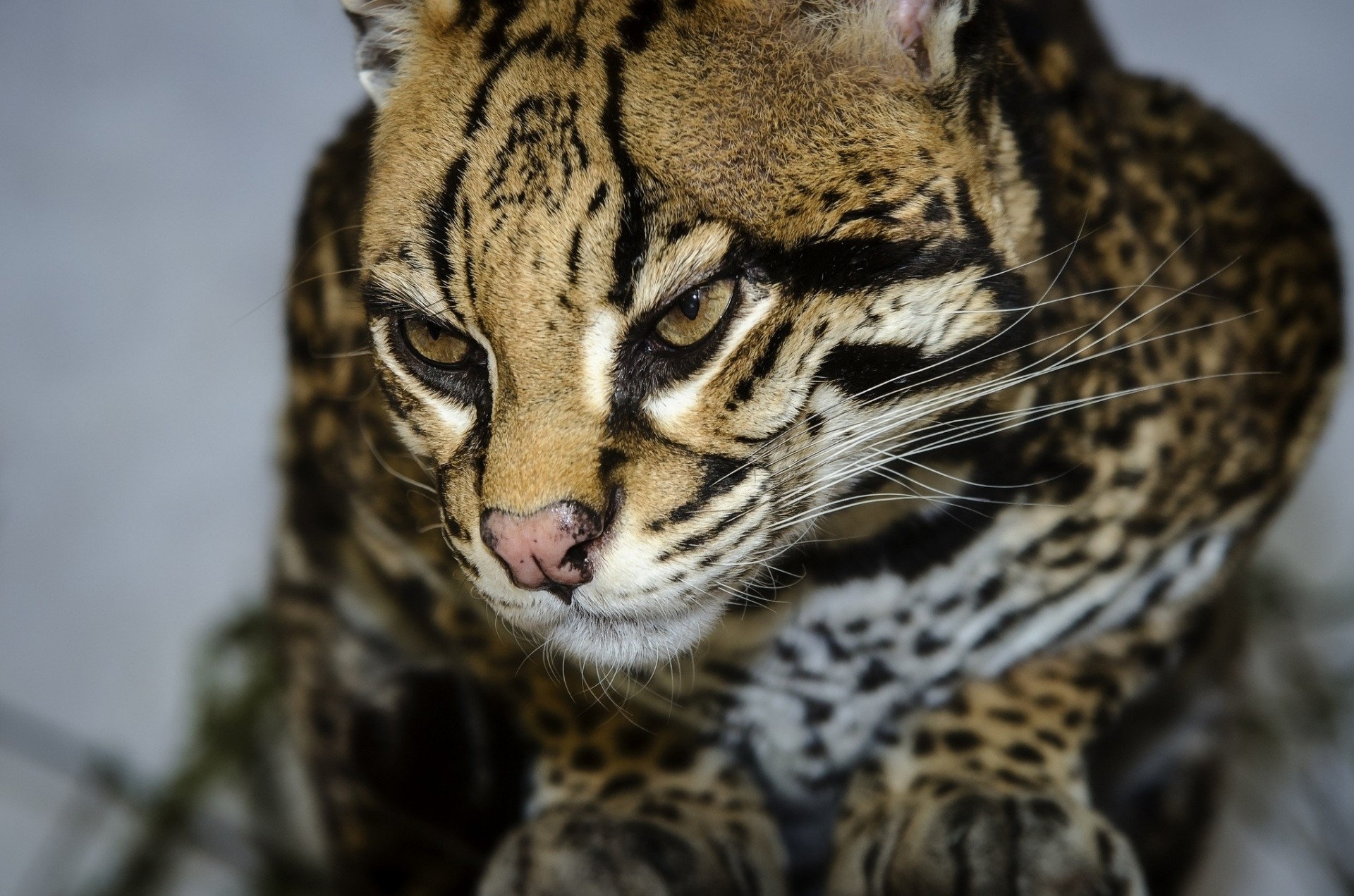 gato salvaje ocelote dientes