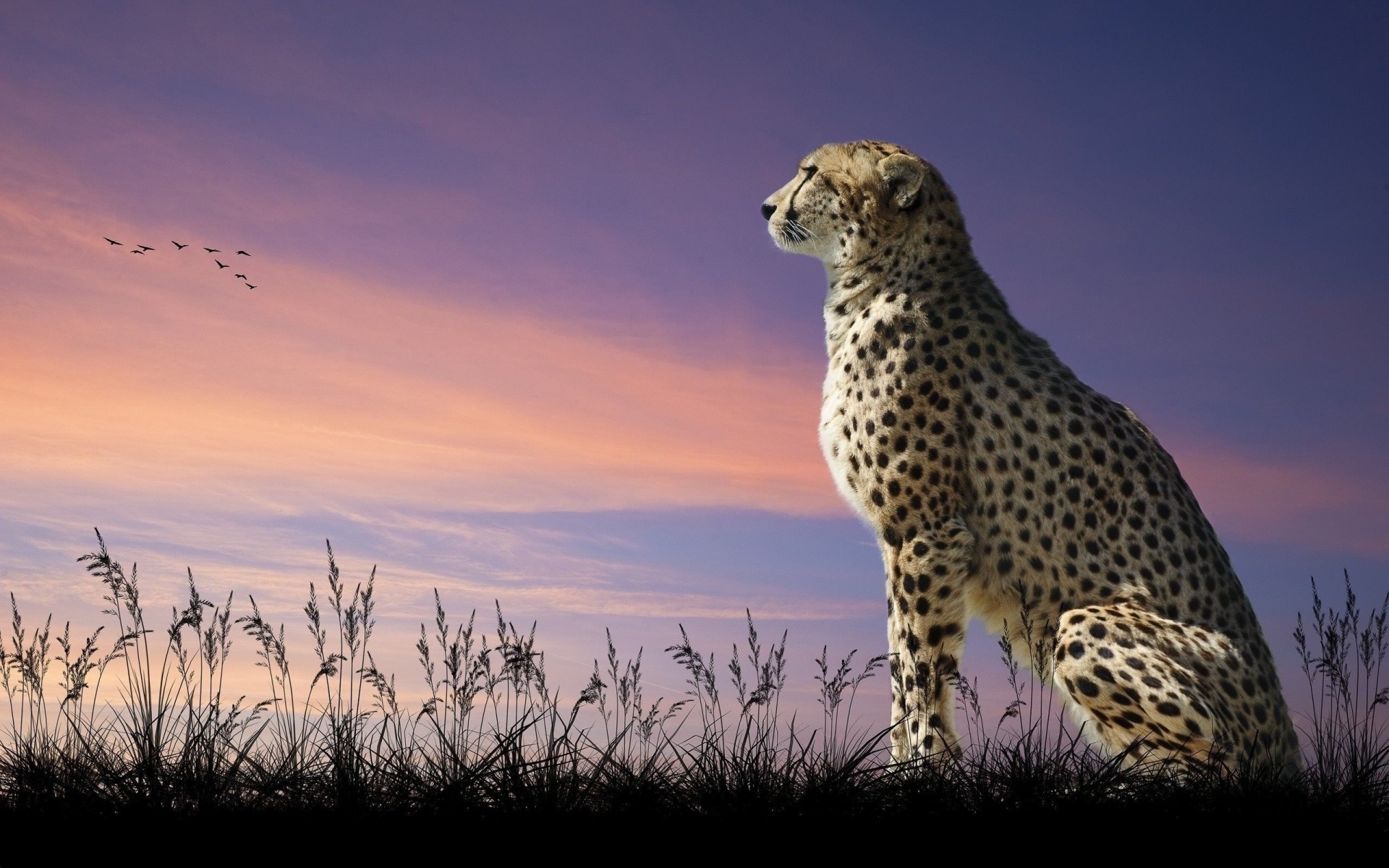 bête chat guépard