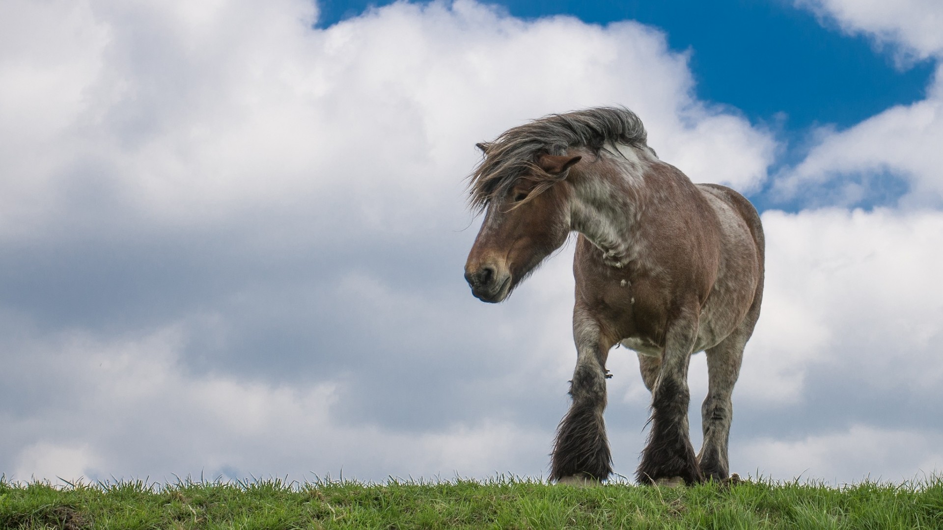 pferd niederlande seeland