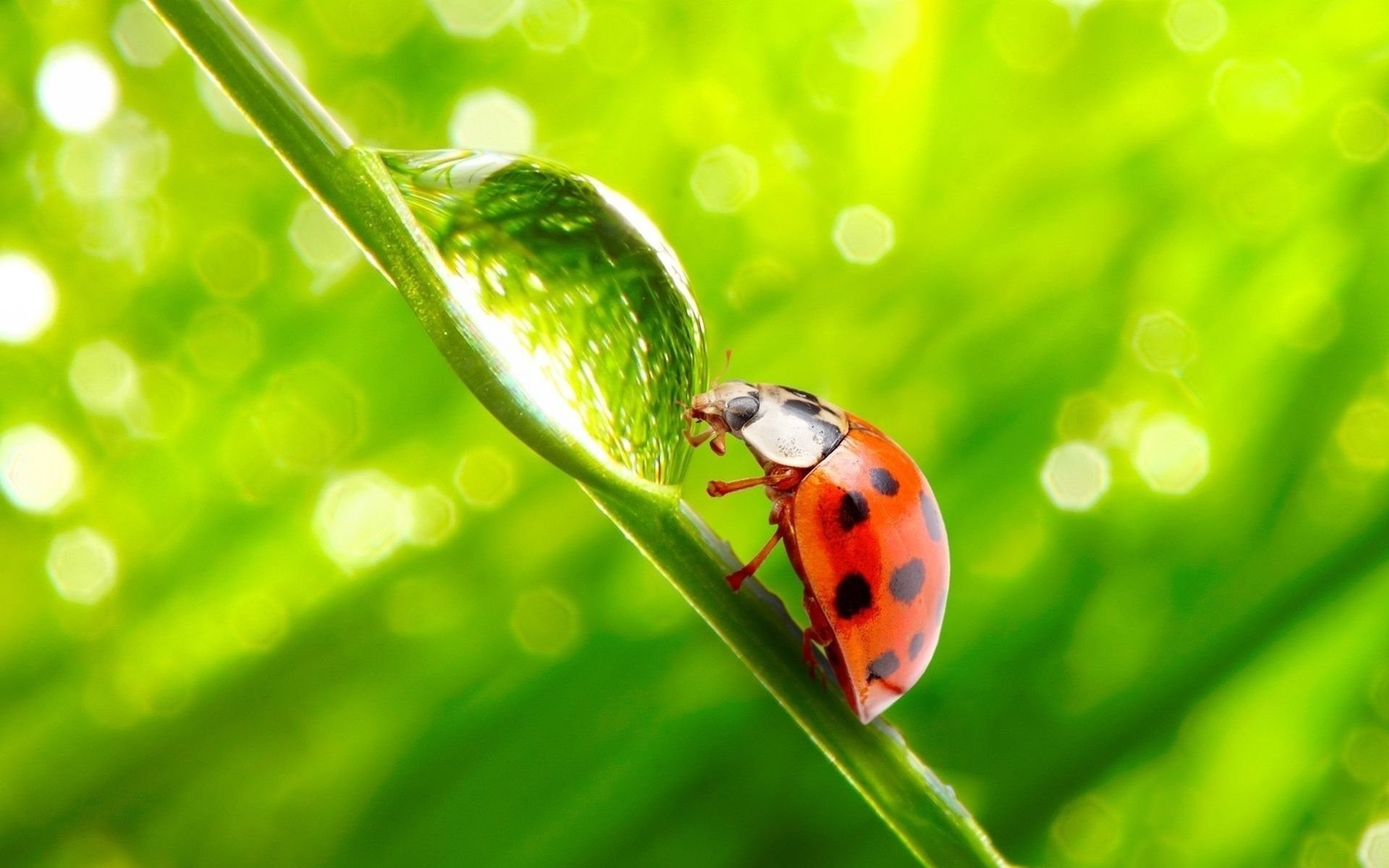 coccinella goccia scarabeo lame filo d erba