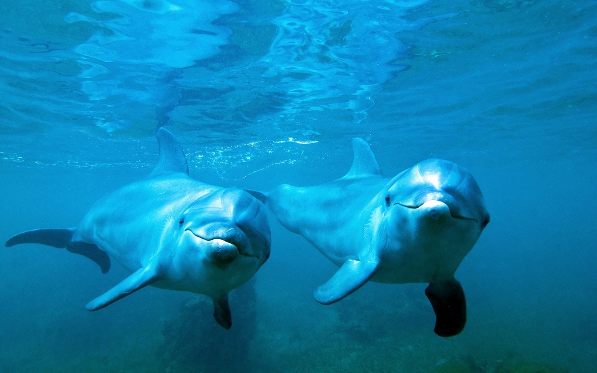 delfines bajo el agua pareja