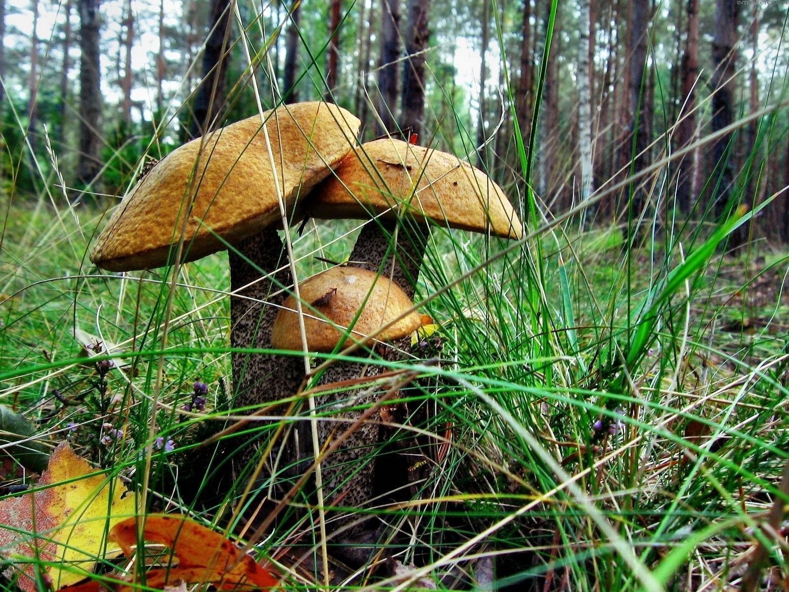 champignons forêt herbe