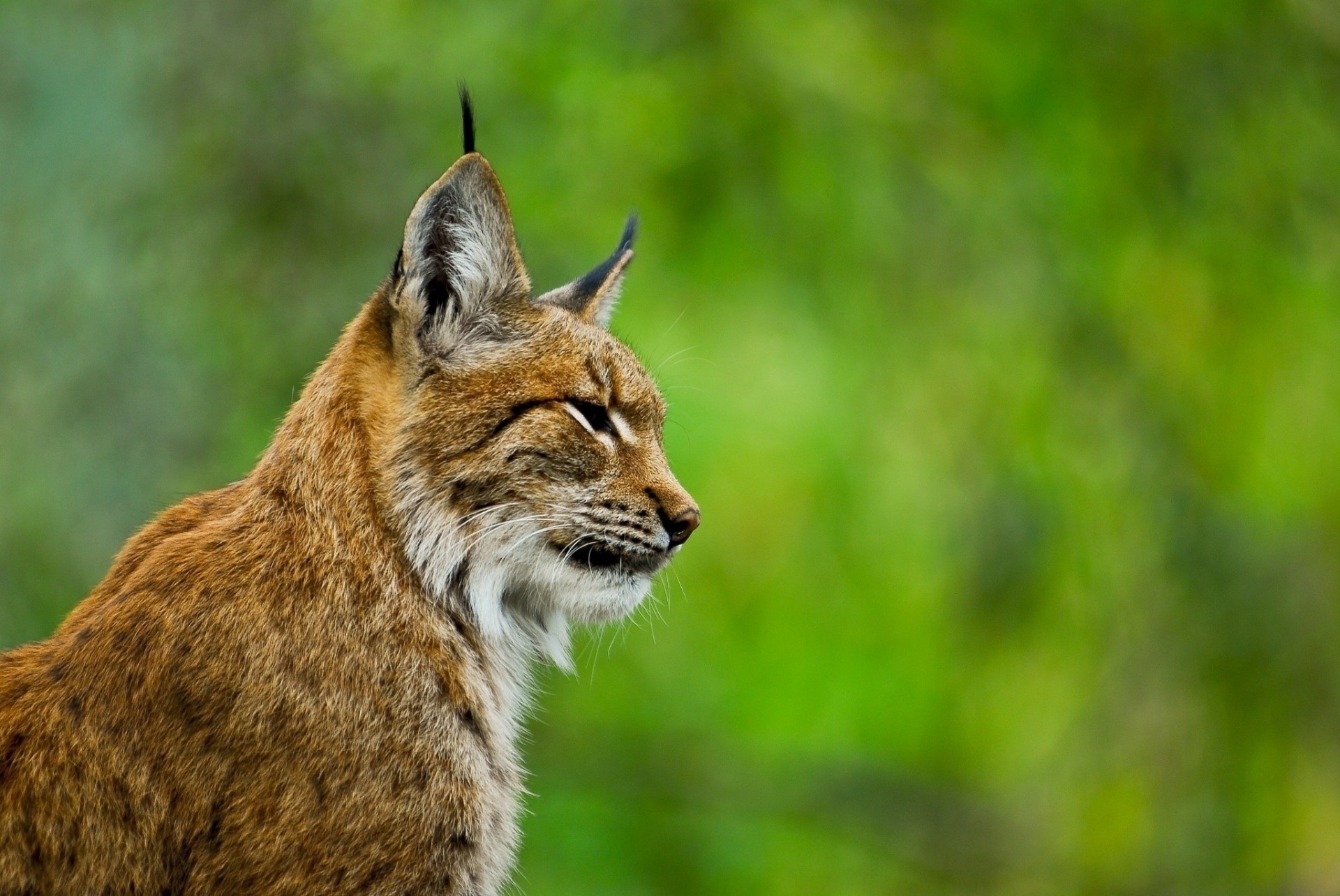 luchs wildkatze profil