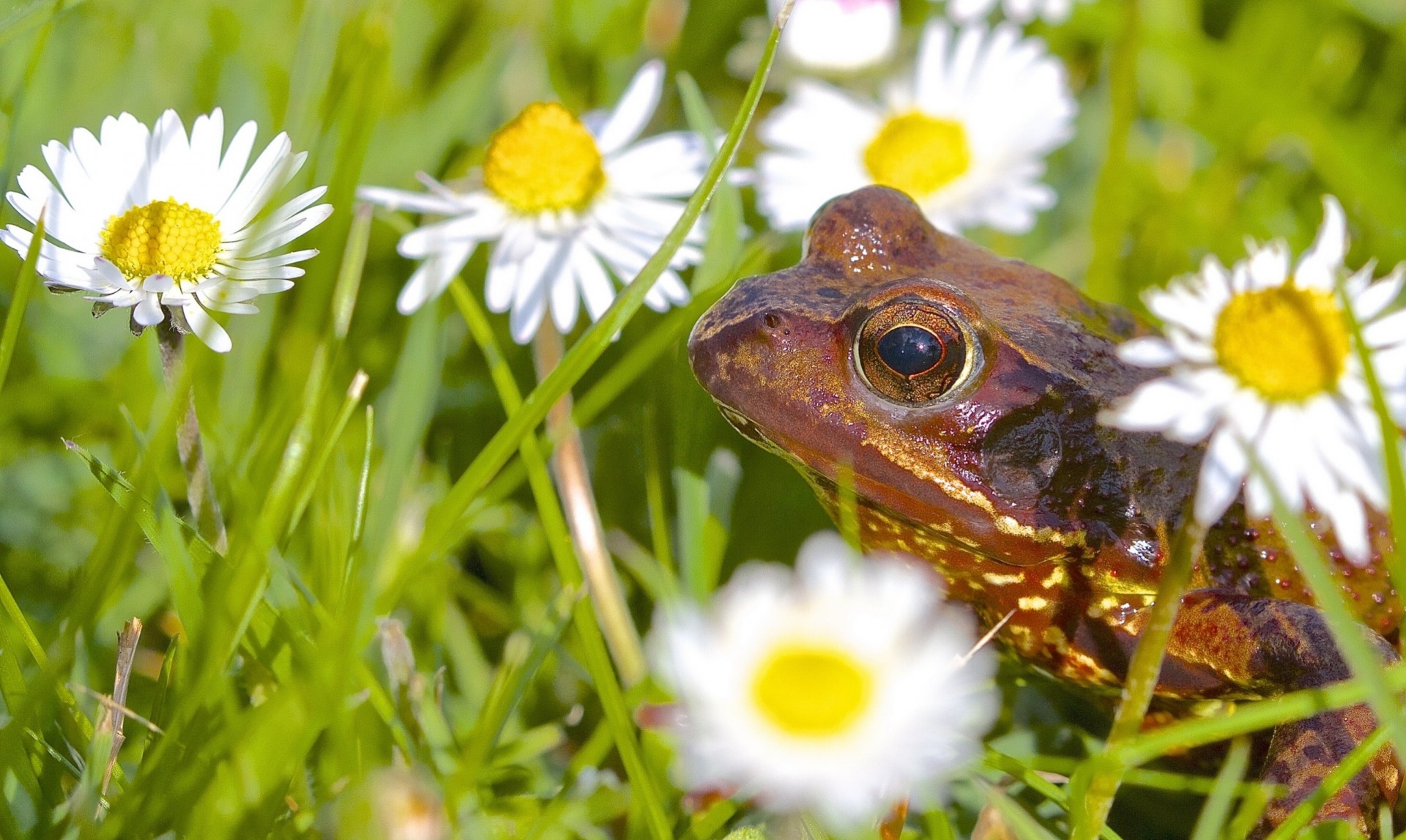 chamomile frog flower