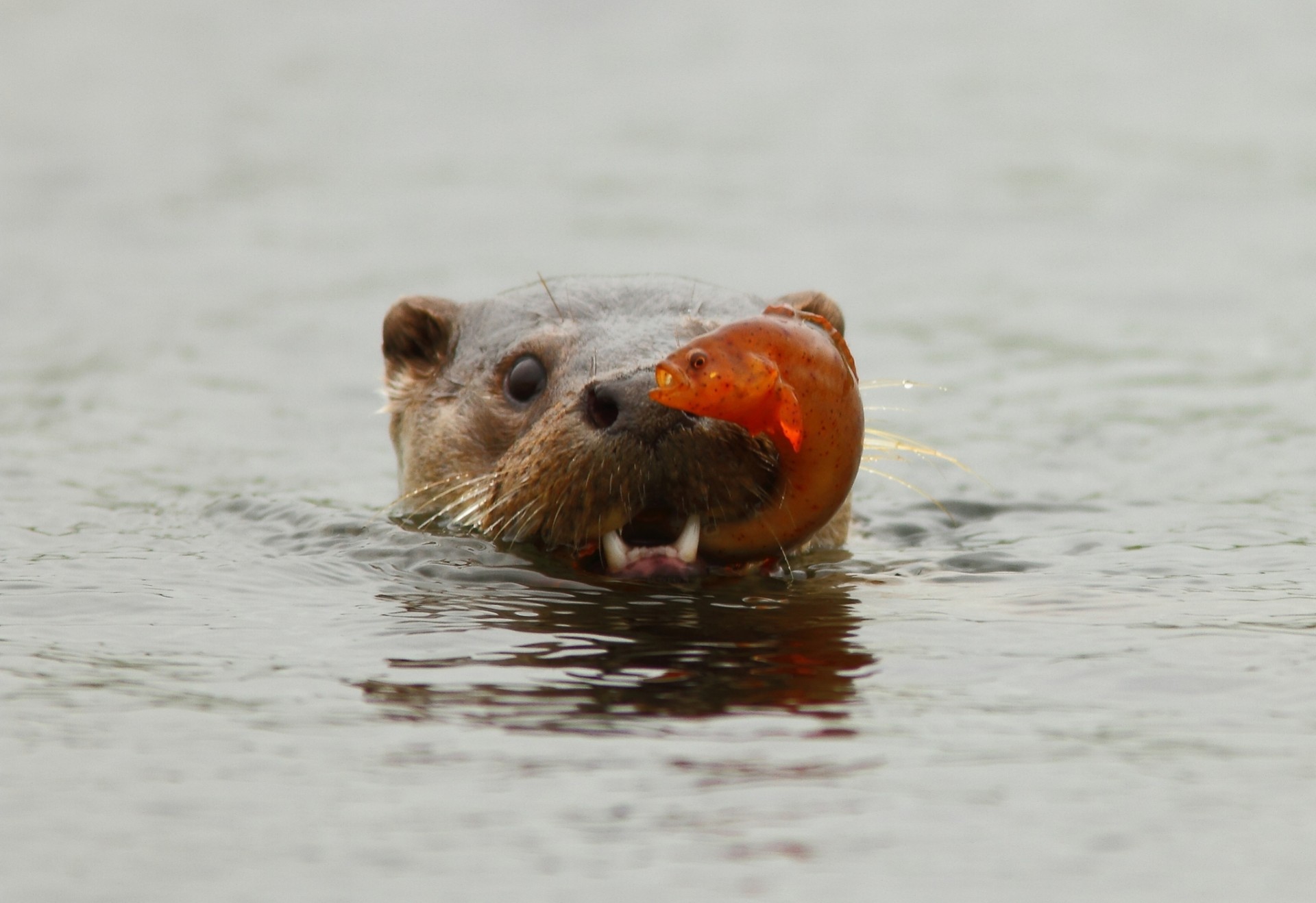 loutre rivière truite