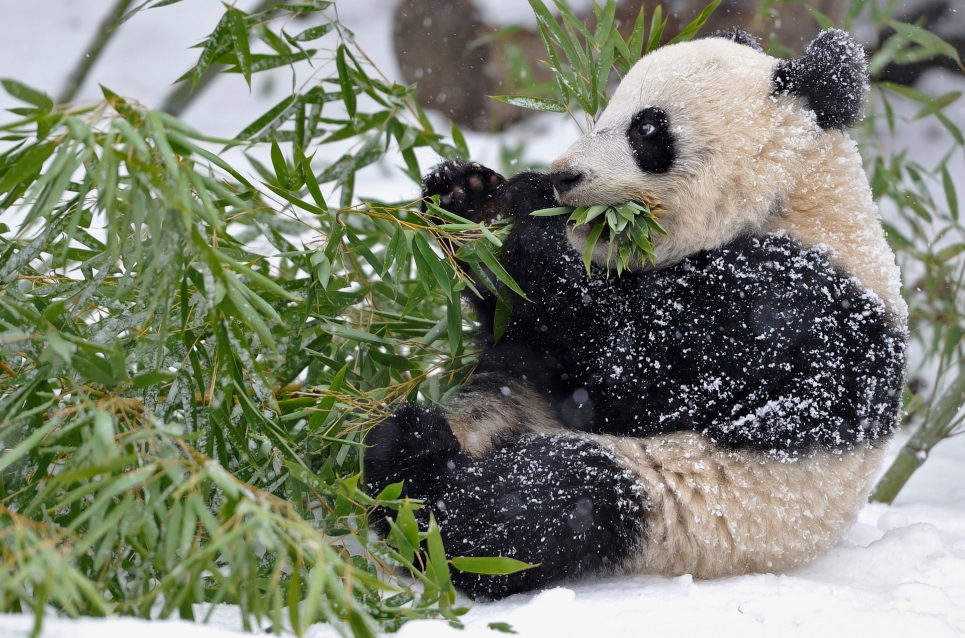 hoja bambú nieve ramas panda invierno