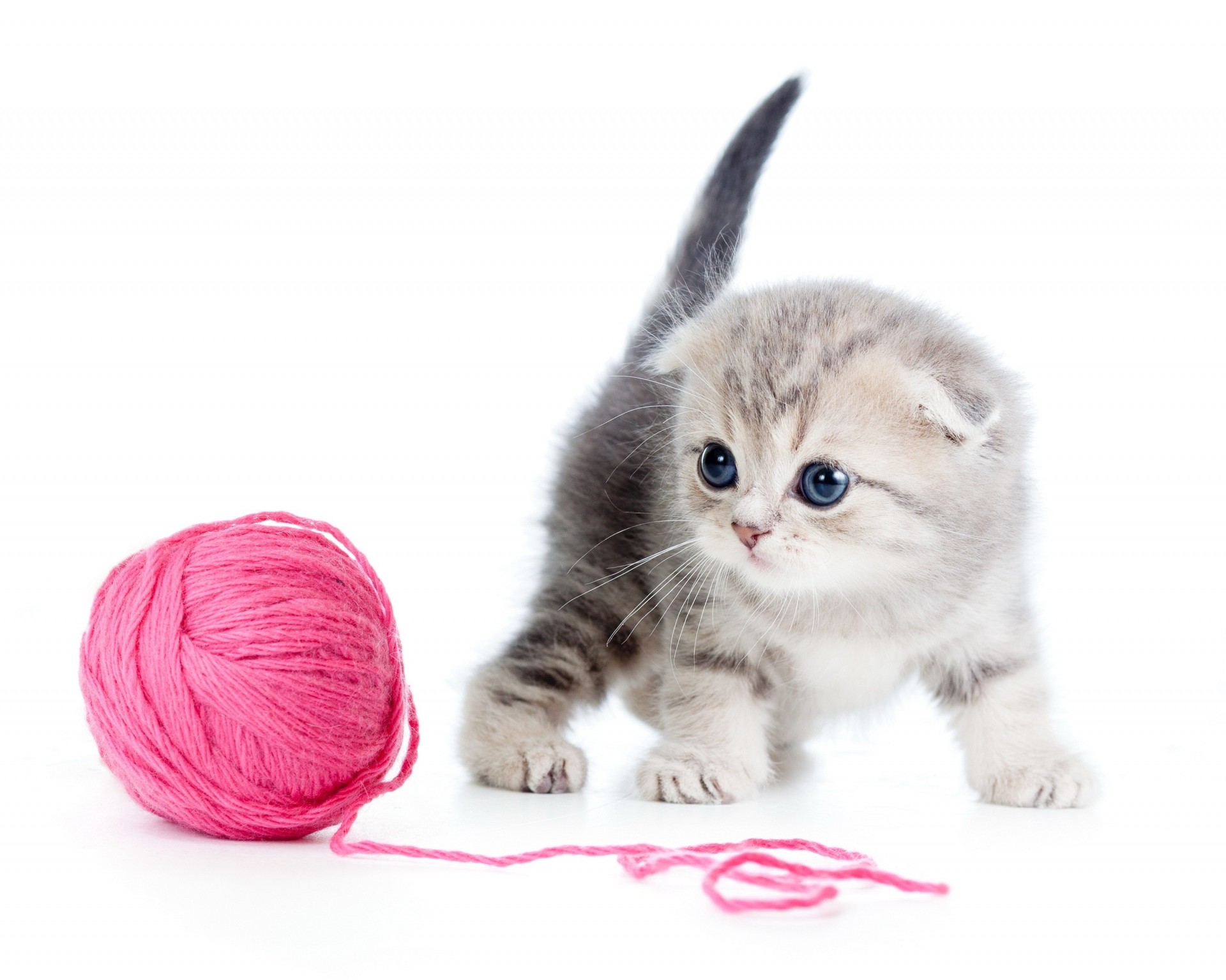 thread cat white background ball