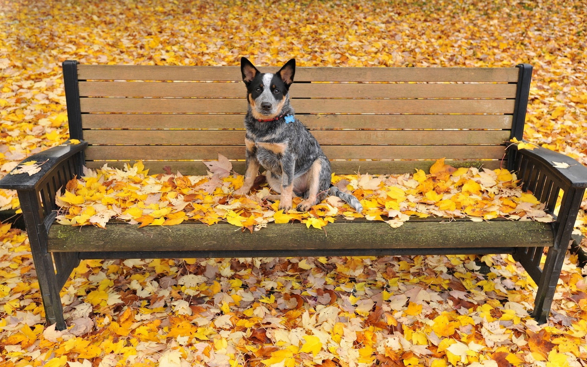 heet dog autumn bench