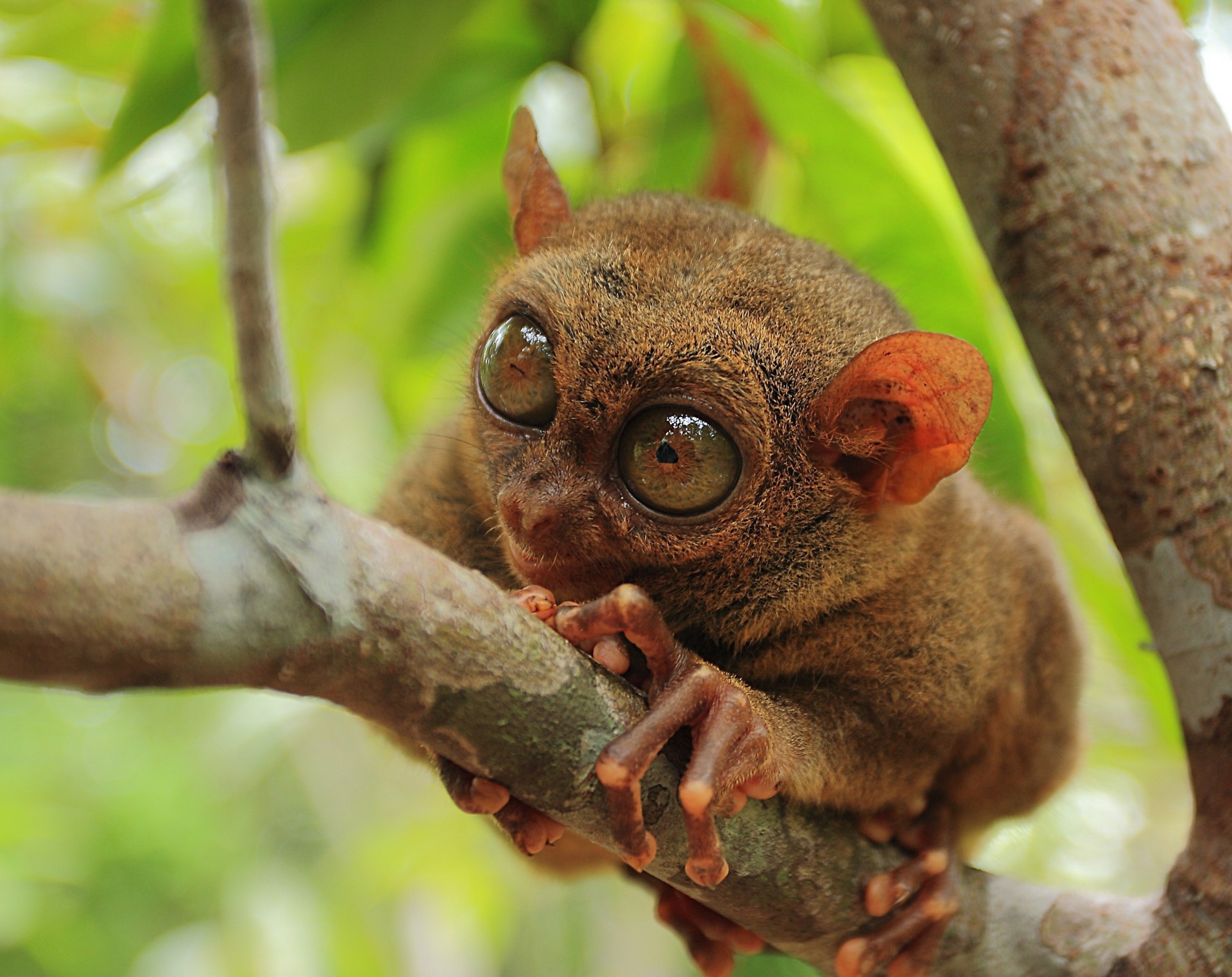 animaux dolgopyat philippin dolgopyat