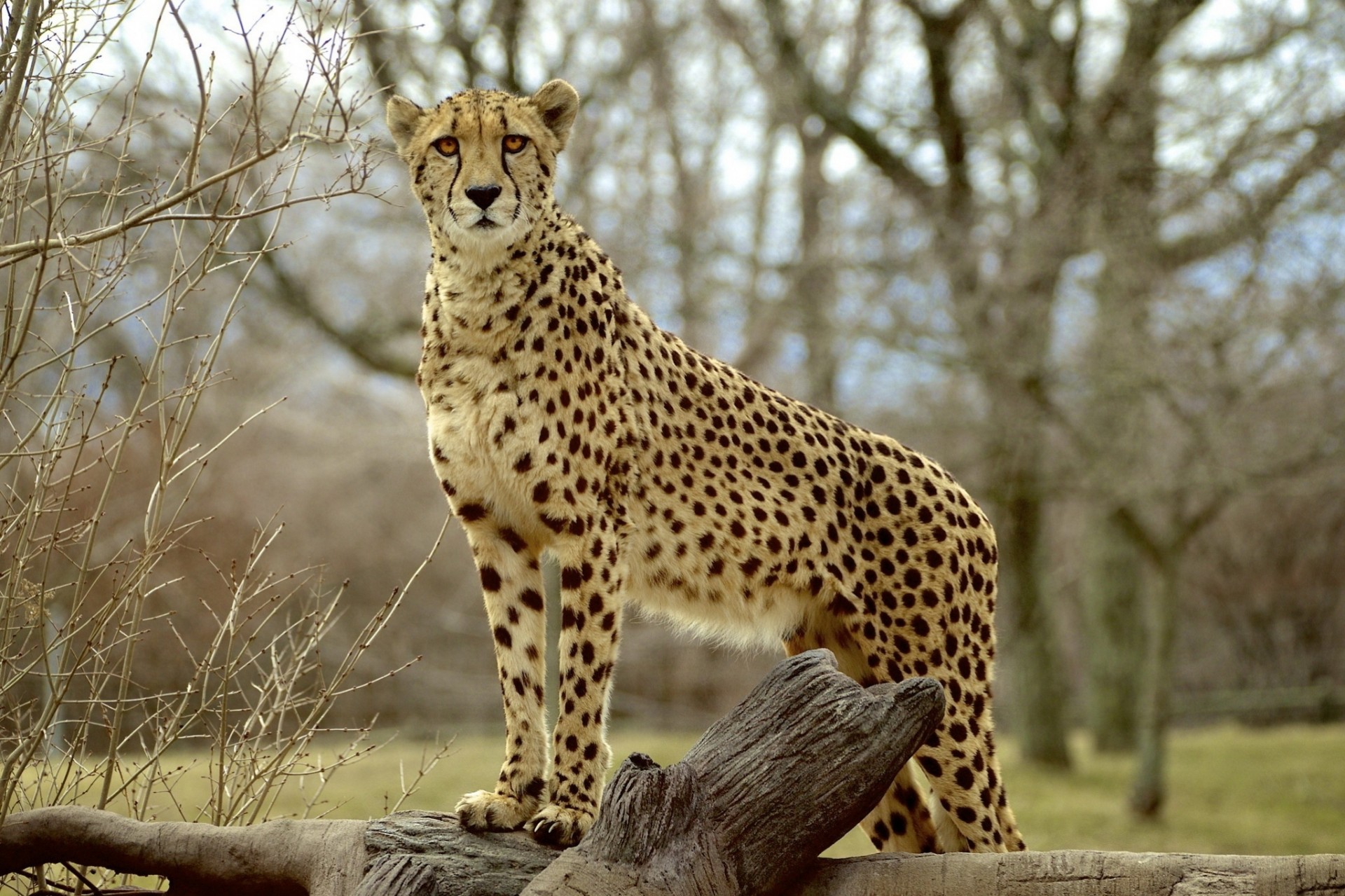 teeth cheetah views predator