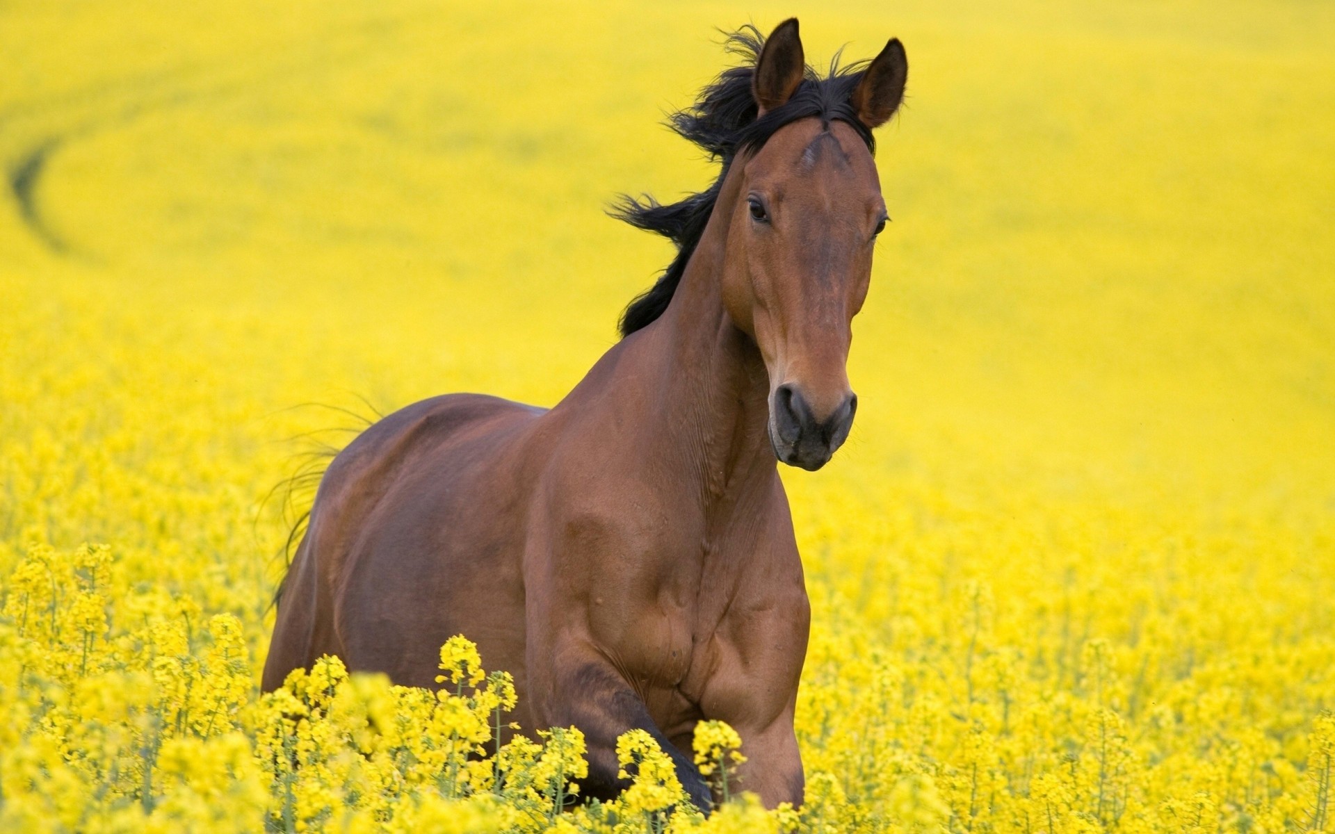 campo caballo amarillo flores