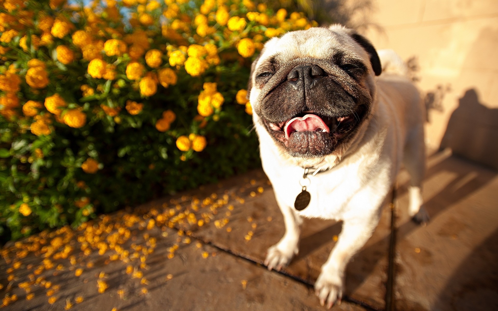 dog handsome pug teeth