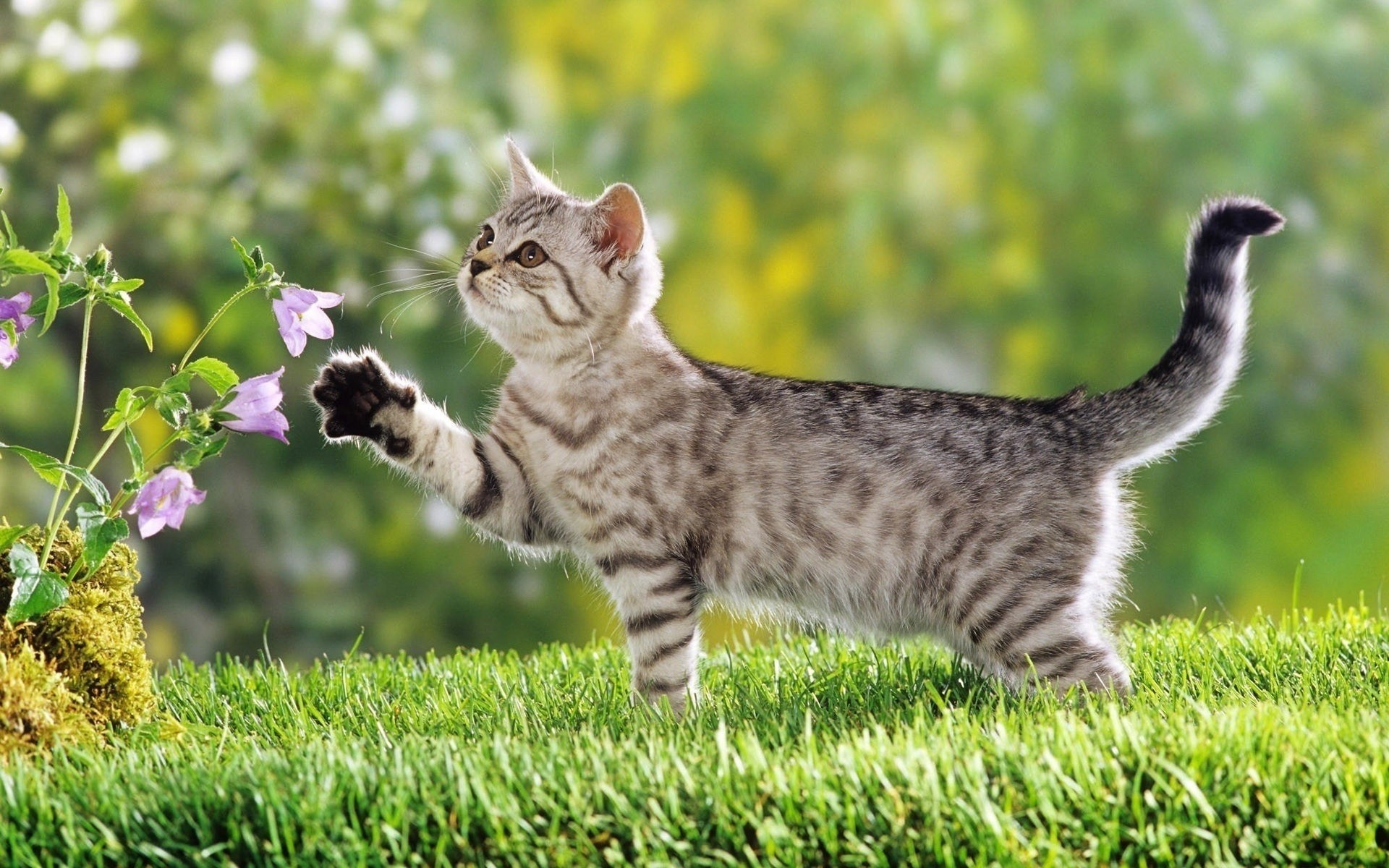 a strisce zampa fiore erba gatto