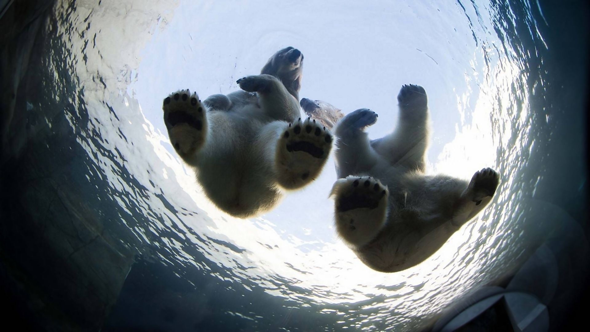 pies osos agua