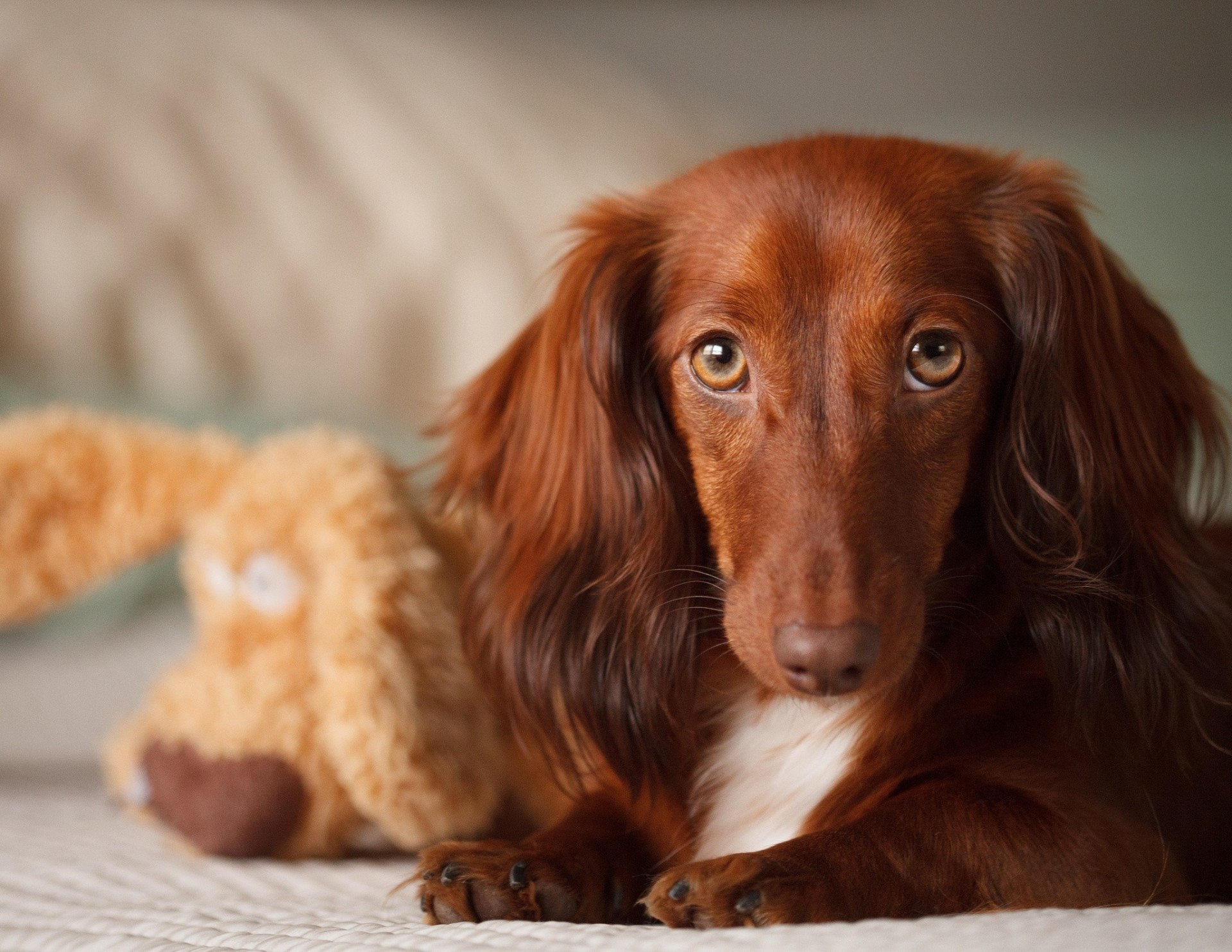 dog teeth toy