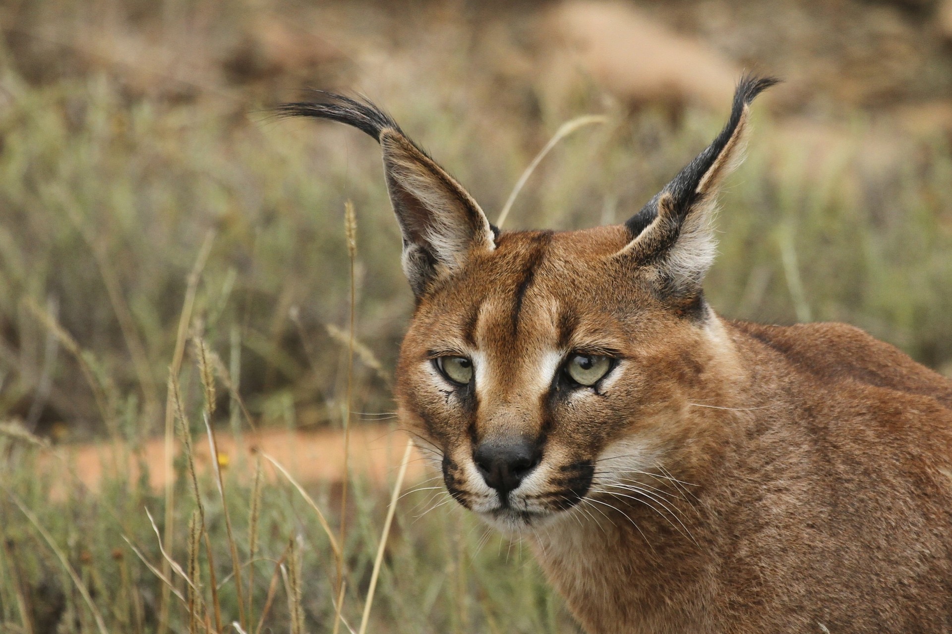 caracal lince della steppa testa