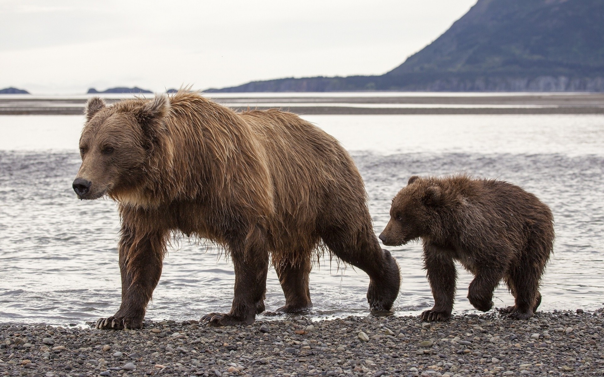 alaska niedźwiedzie brunatne misie misie misie