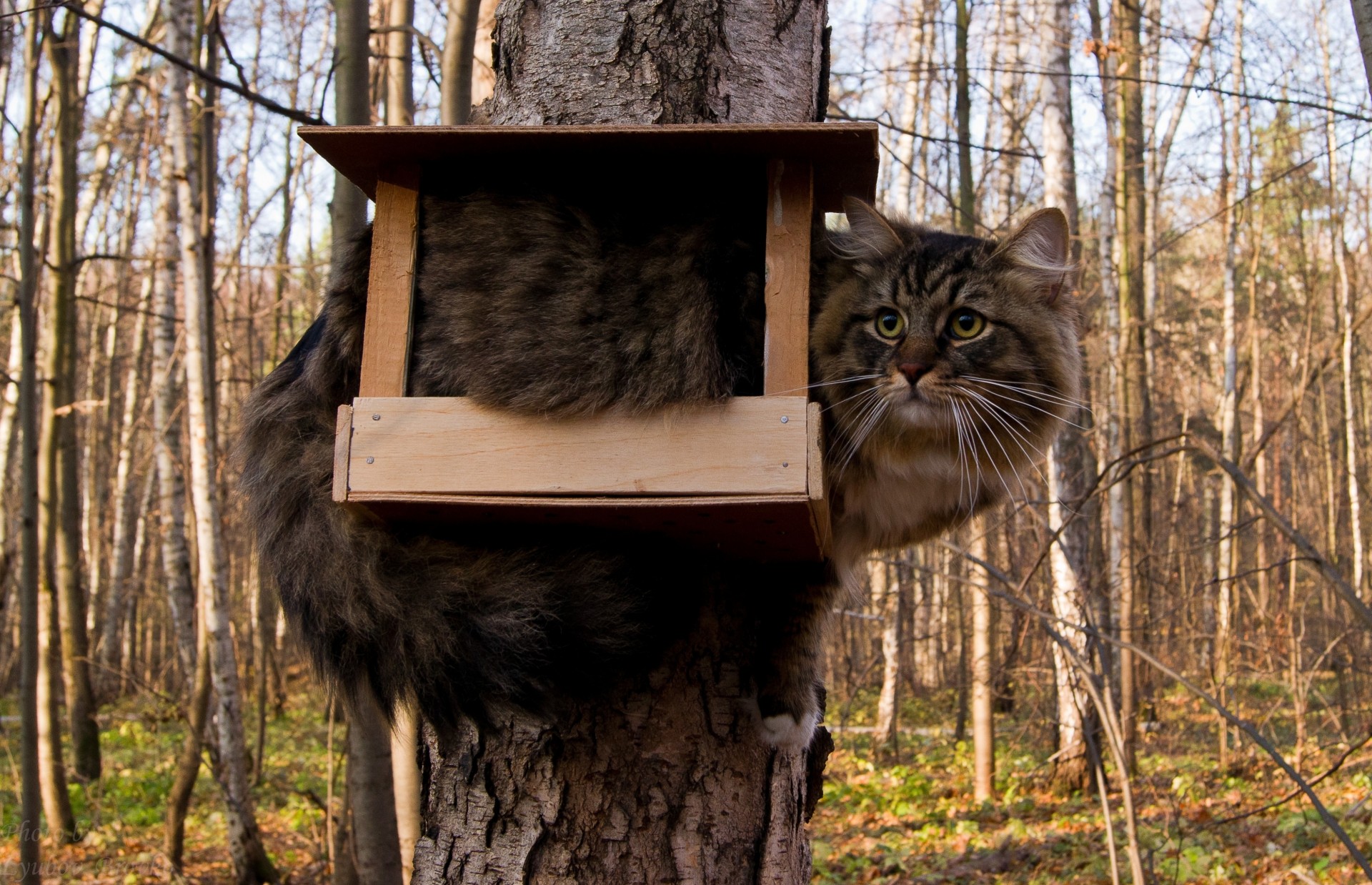 divertido pajarera árbol bosque gato atención