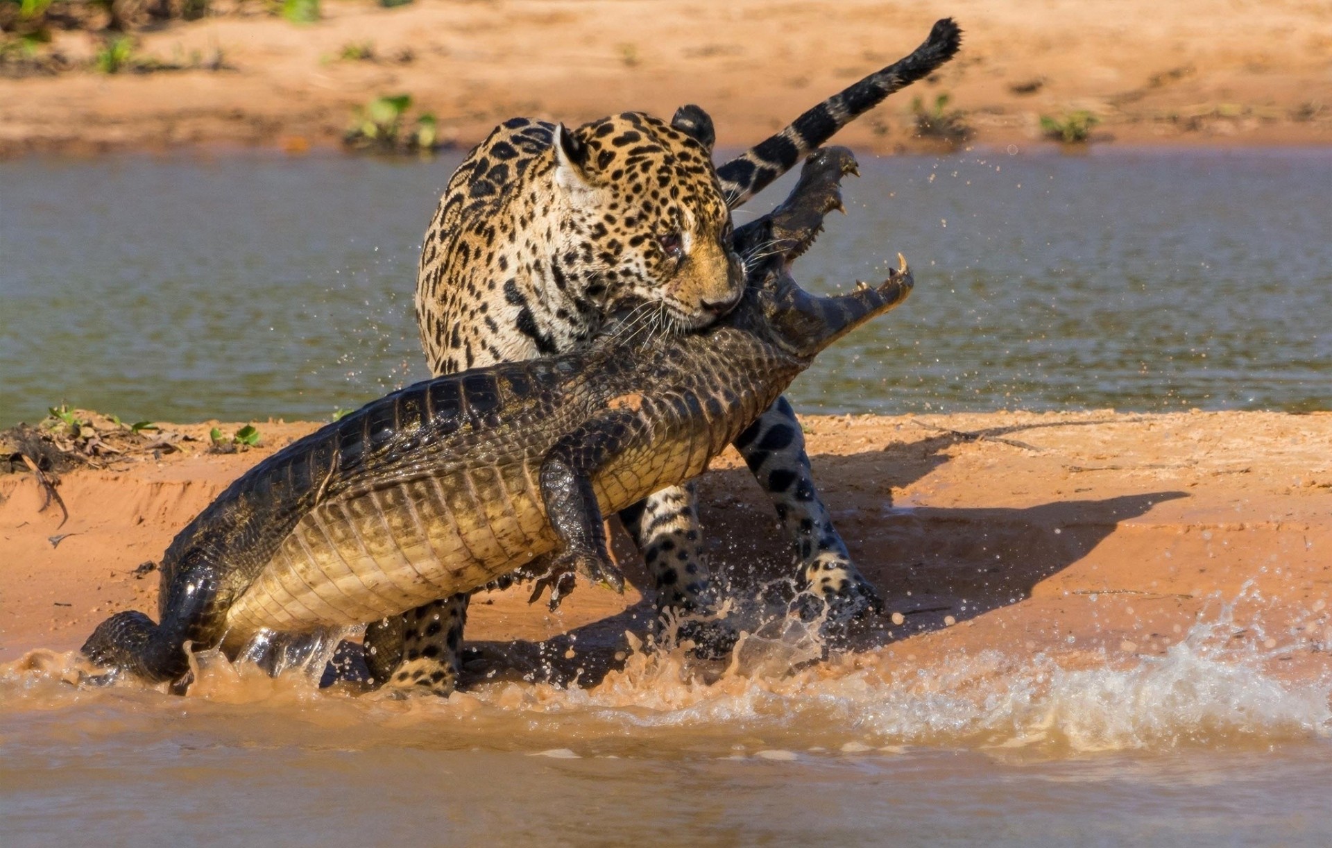 combat rivière nature étang confrontation jaguar alligator belle