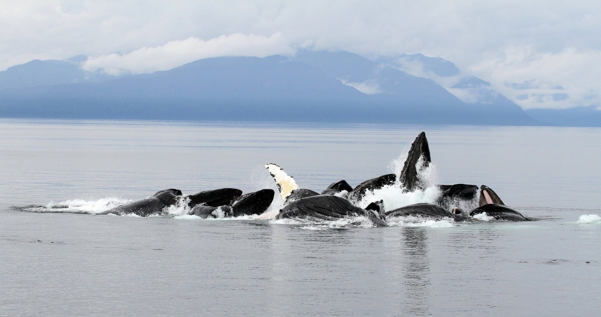 baleines océan alaska montagnes