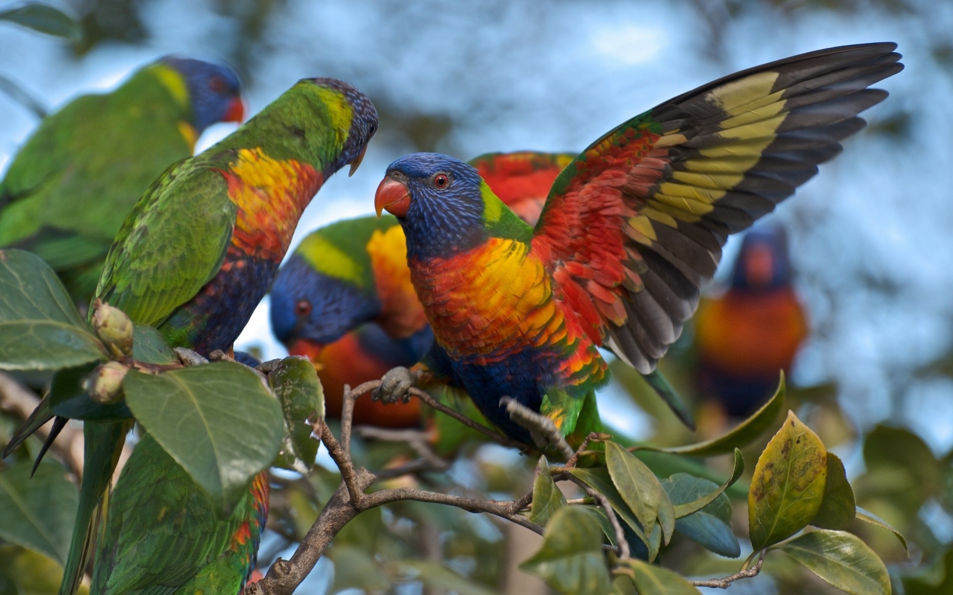 wielokolorowy lorikeet oddział papugi