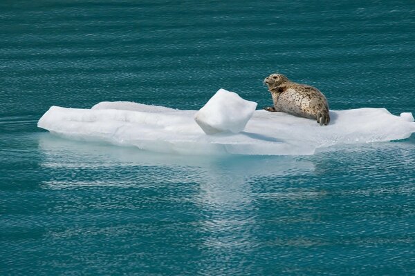 A lonely seal lies on an ice floe