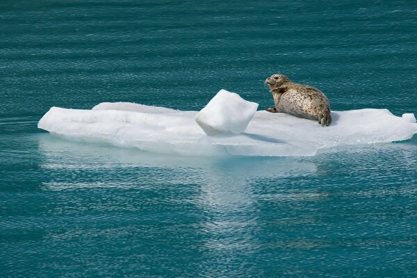 Una foca solitaria giace su un lastrone di ghiaccio