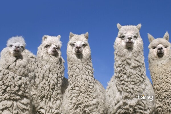 Group photo of the llama family