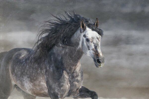 The grey horse is galloping