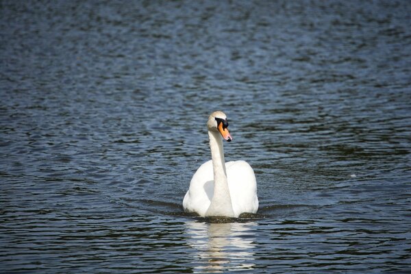 A white swan among blue waves