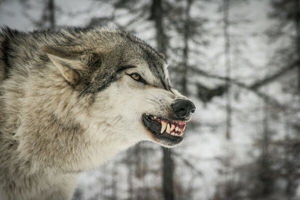 Wut des bösen Wolfes auf Gefahr