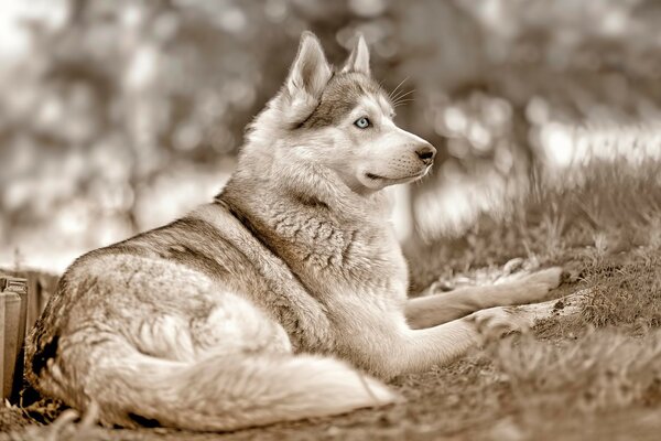 Siberian Husky o niebieskich oczach