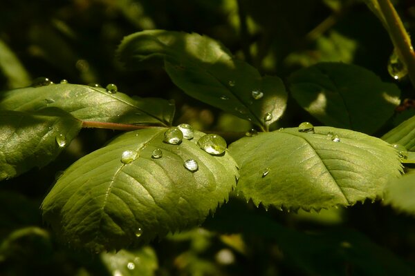 There are dew drops on the green leaves