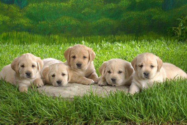 Five cute puppies on a rock by the grass