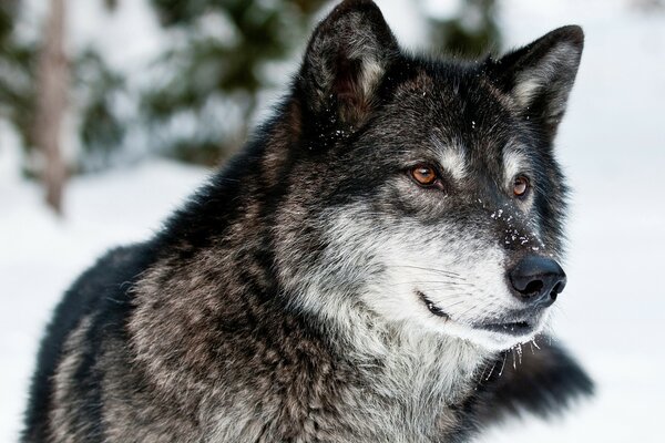 Hermoso lobo en la nieve