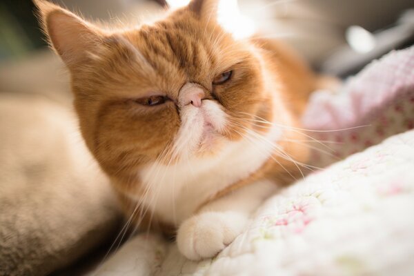 Esoticamente, un gatto simile a un cavallo shairis