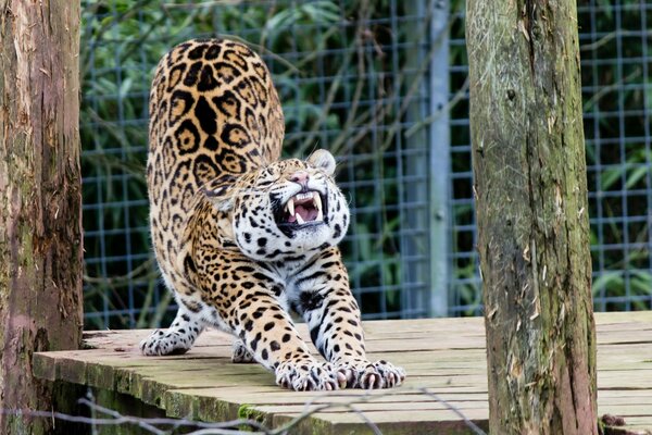 Jaguar stretches in a cage